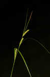 Hairyfruit sedge